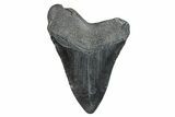 Fossil Megalodon Tooth - South Carolina #275826-1